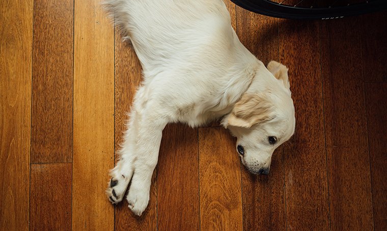 Luto Na Morte de Animais de Estimação