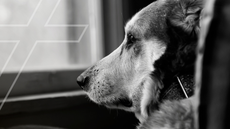 O luto e os animais de estimação: entenda como ajudar o animal durante o processo